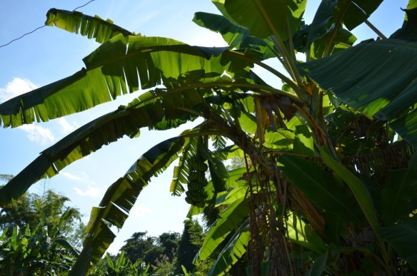 Les bananes dans l'arbre ne sont pas mûres.