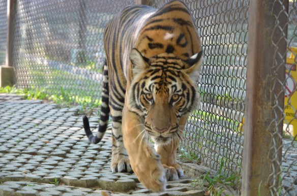 Heureusement qu'une grille le séparait de nous car il allait prendre une grande bouchée d'Emma...