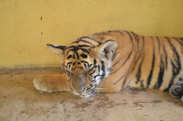 Bébé tigre de 4 mois