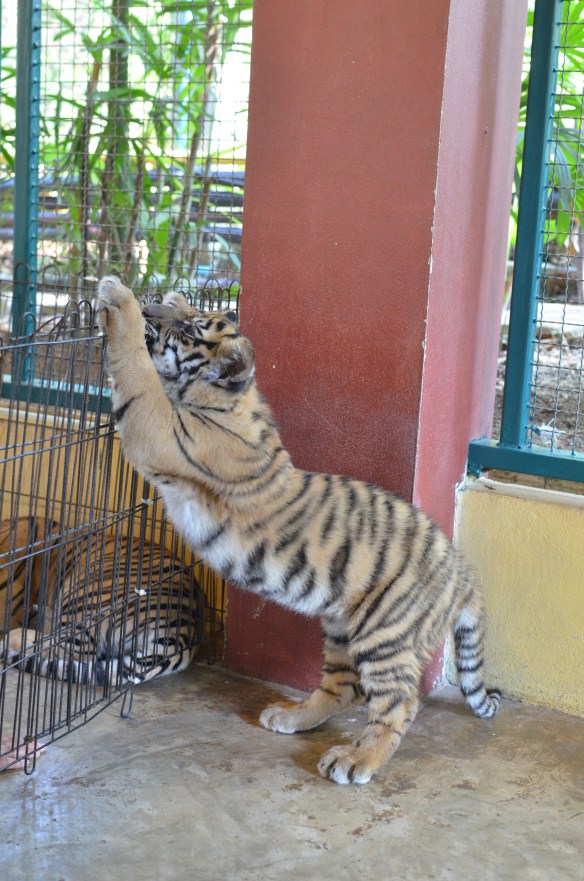 Tigre qui fait son yoga